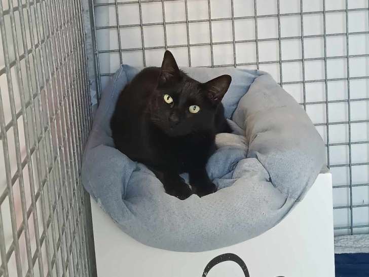 Chat noir à adopter
