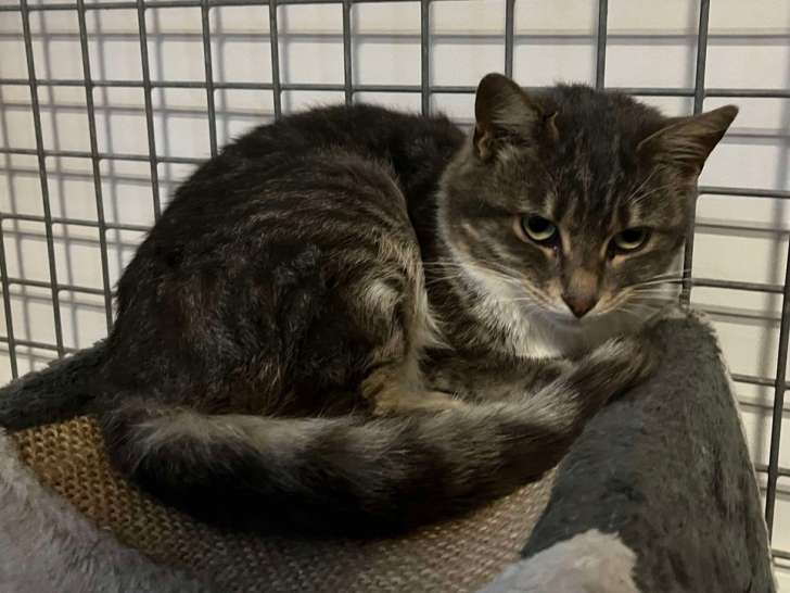 Chatte âgée de 4 ans disponible à l’adoption