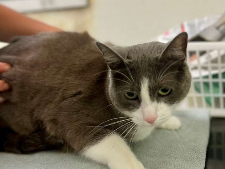 Chat gris et blanc en attente d’adoption