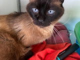 Chat Siamois de 11 ans à la recherche d’un foyer