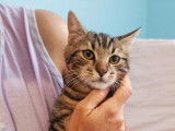 À adopter :  chaton mâle tigré