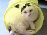Disponible à l'adoption : chatte noir et blanc