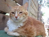En attente d'adoption : chat roux