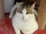 À la recherche d’un foyer : chatte tigré blanc
