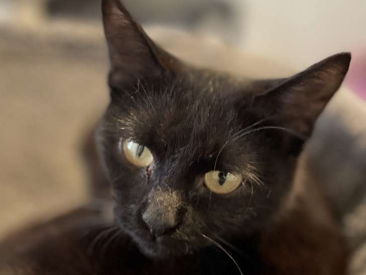 Chatte d'un an disponible à l'adoption