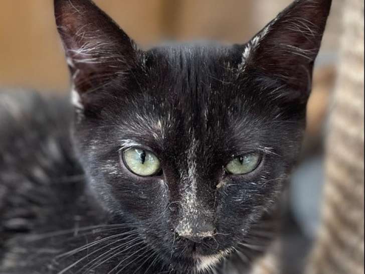 Chatonne de 6 mois en attente d'adoption