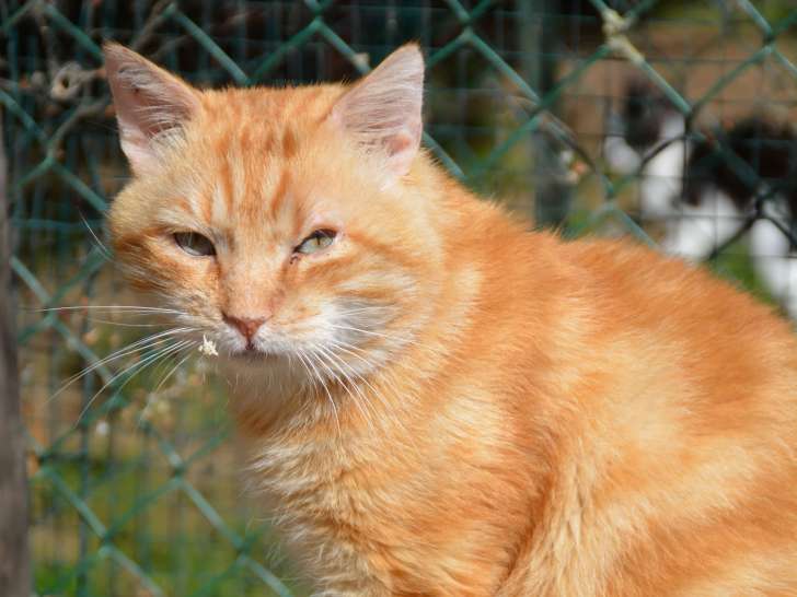 Disponible à l'adoption : chat de 5 ans