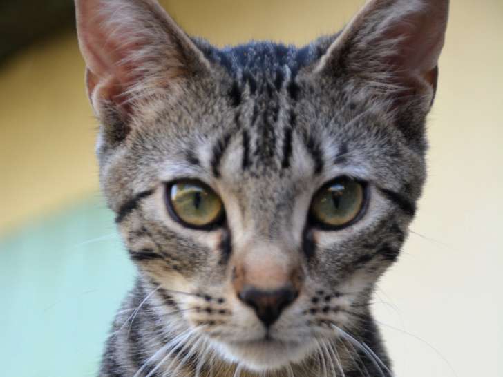 En attente d'adoption : chaton mâle tigré