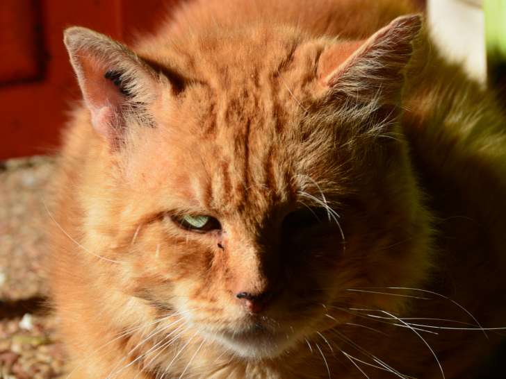 En quête d’un foyer : chat au pelage roux