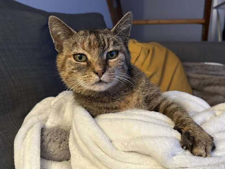 Chatte d'un an à la recherche d’une famille
