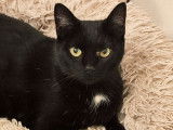 En quête d'un foyer : chatte au pelage noir
