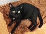 En quête d'un foyer : chatte au pelage noir