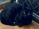 Chat d'un an à adopter