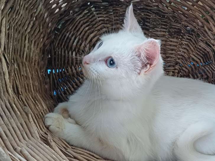 Chatte blanche à la recherche d’une famille