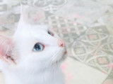 Chatte blanche à la recherche d’une famille
