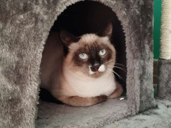 À la recherche d’une famille : chaton mâle de 5 mois