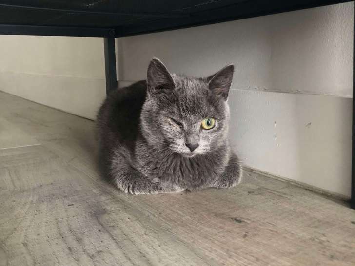 Chatonne grise disponible à l'adoption