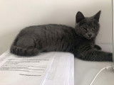 Chatonne grise disponible à l'adoption