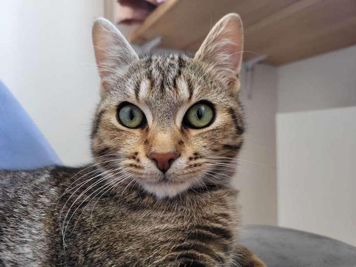 Chaton mâle de 7 mois à accueillir