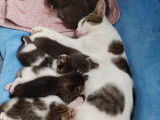 Adoption disponible : chatte de 2 ans