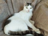 Adoption disponible : chatte de 2 ans