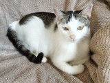 Adoption disponible : chatte de 2 ans