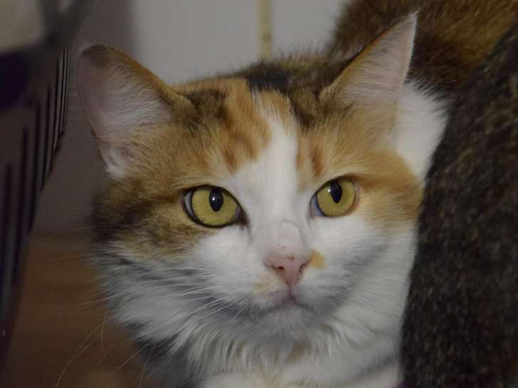 À la recherche d’une famille, chatte tricolore