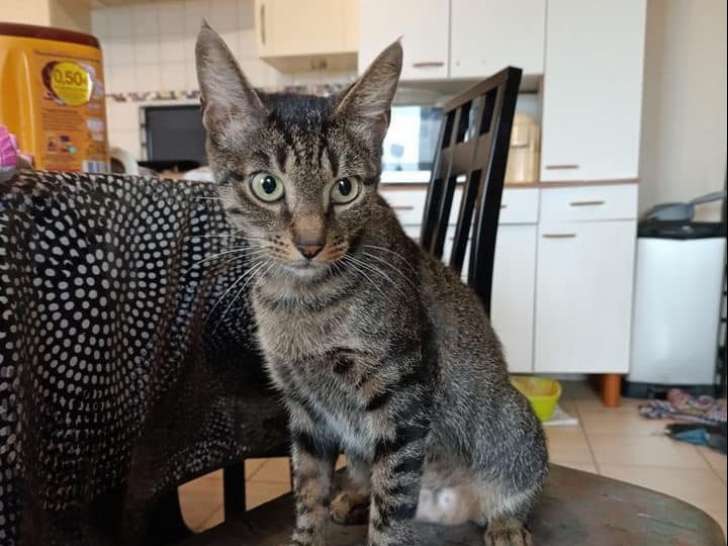 En quête d’une famille, chatte tigré gris