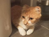 À adopter : chatte de 6 ans