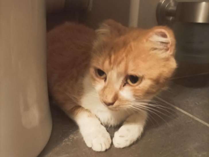 À adopter : chatte de 6 ans
