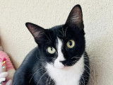 En attente d'adoption : chatte d'un an