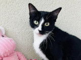 En attente d'adoption : chatte d'un an
