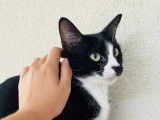 En attente d'adoption : chatte d'un an