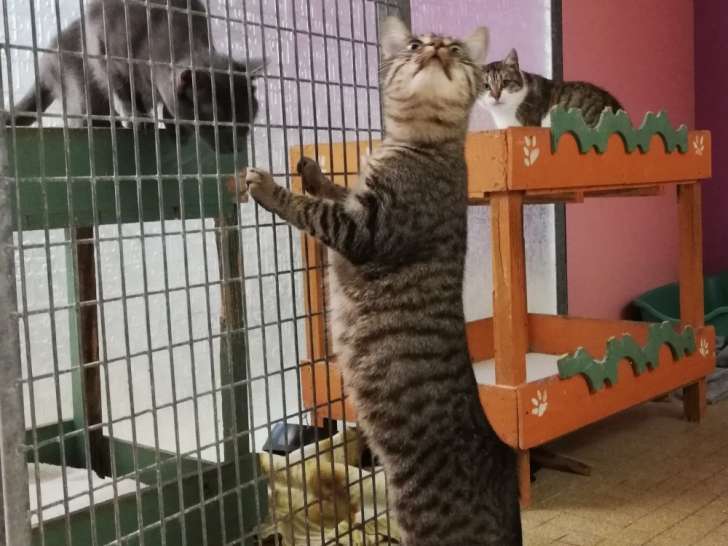 Chatte d'un an en attente d'adoption