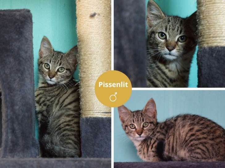 À adopter : chaton mâle tigré
