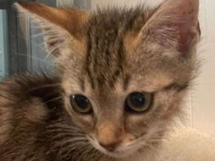 Disponible à l'adoption : chatonne de 3 mois