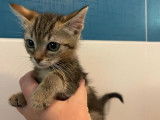 Disponible à l'adoption : chatonne de 3 mois