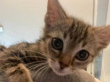 Disponible à l'adoption : chatonne de 3 mois