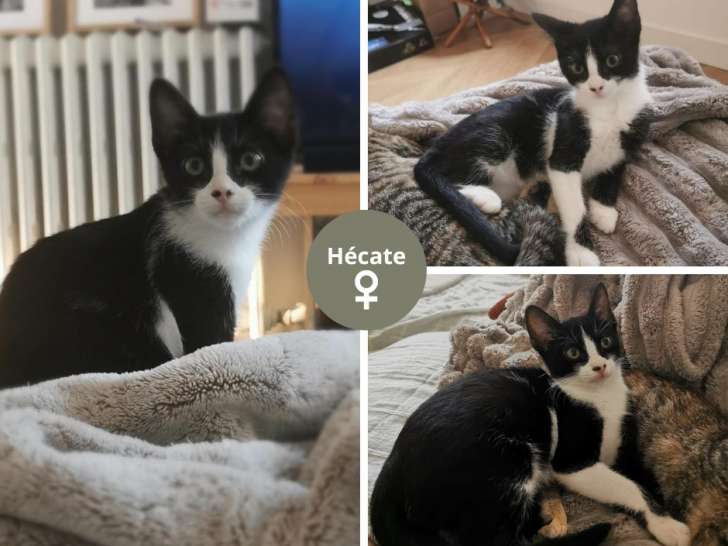 En attente d'adoption : chatonne noir et blanc