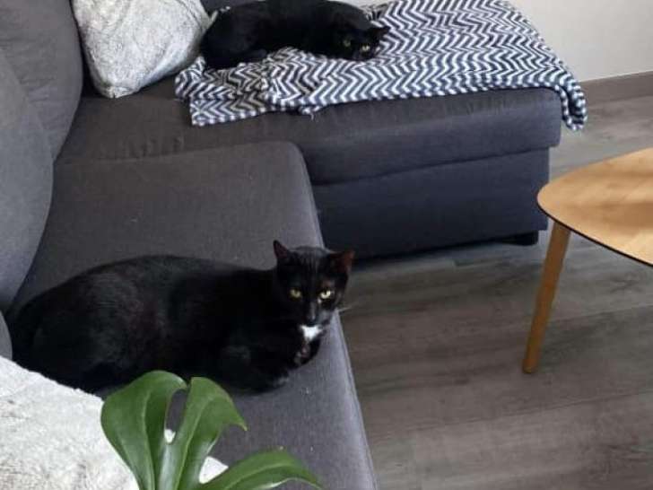Rhum chat âgé de 5 ans en attente d’adoption