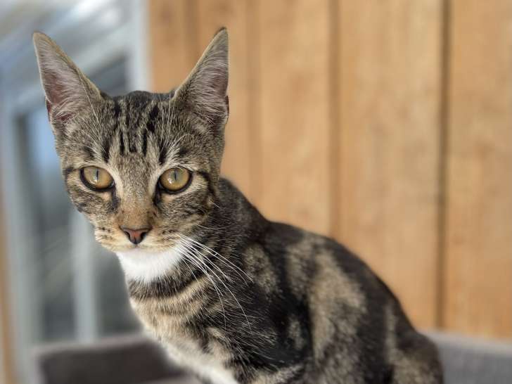 À adopter : chaton mâle tigré blanc