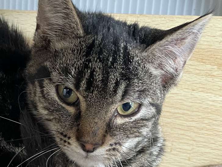 Disponible à l'adoption : chaton mâle de 8 mois