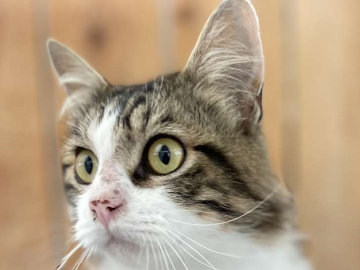 Disponible à l'adoption, chat au pelage tigré blanc