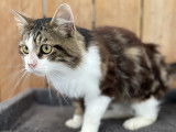 Disponible à l'adoption, chat au pelage tigré blanc