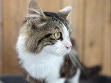 Disponible à l'adoption, chat au pelage tigré blanc