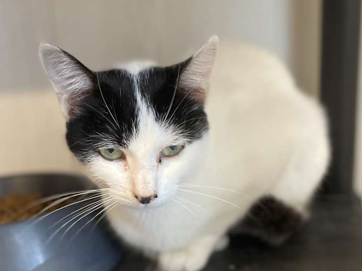 En attente d'adoption, chatte blanche avec marque noire