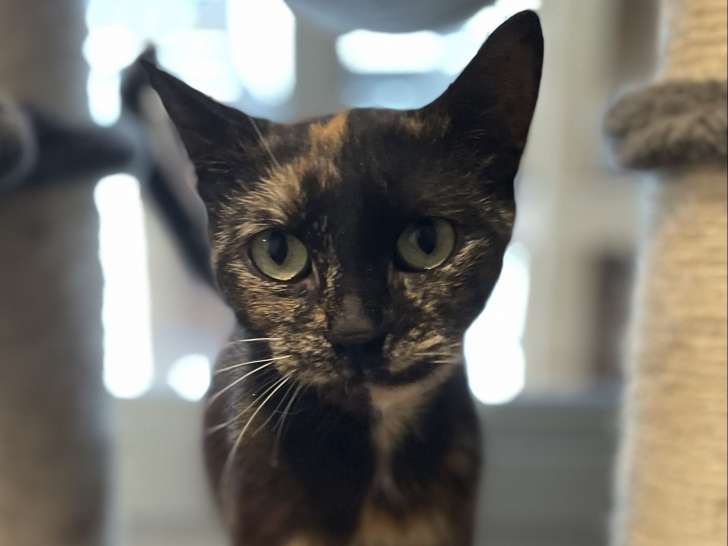 En quête d'une famille, chatte âgée de 2 ans