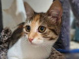 À adopter : chaton femelle tricolore