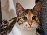 À adopter : chaton femelle tricolore