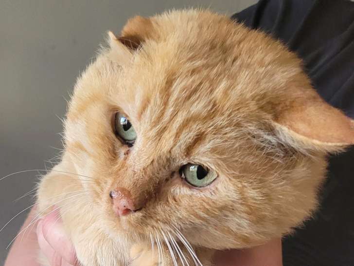 En attente d'adoption : chat âgé de 5 ans